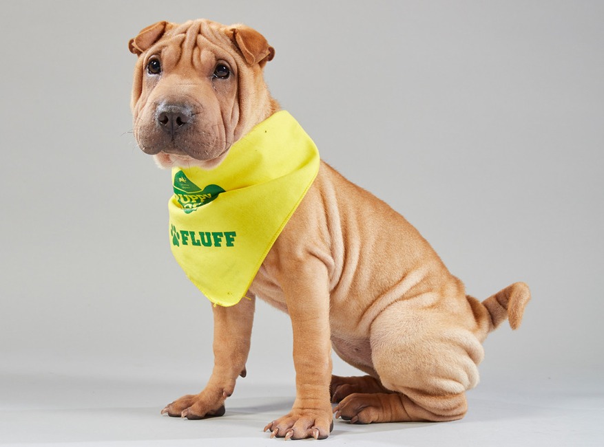 Puppy Bowl XV